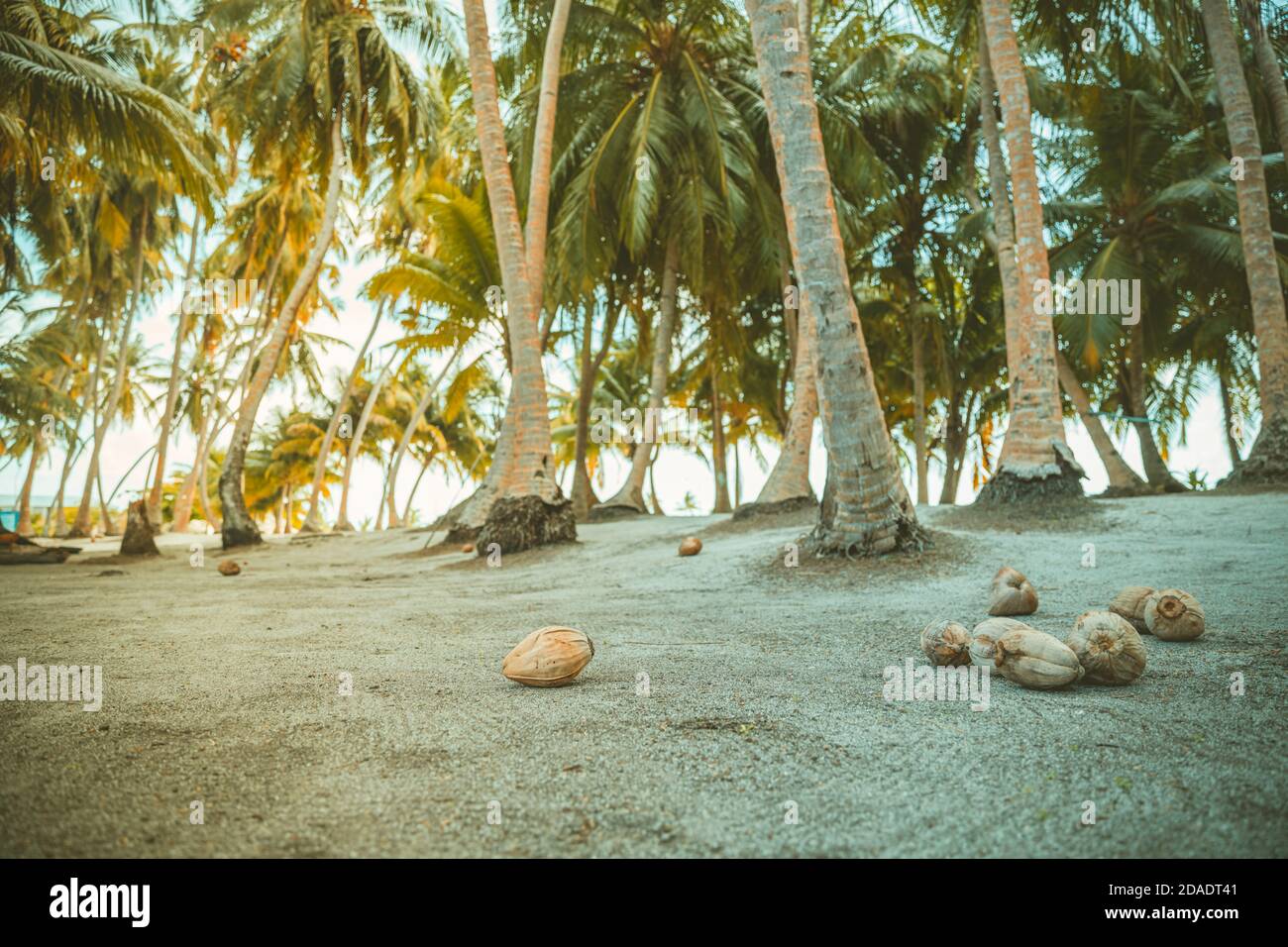 Palm trees, tropical island with coco palms. Exotic nature pattern ...