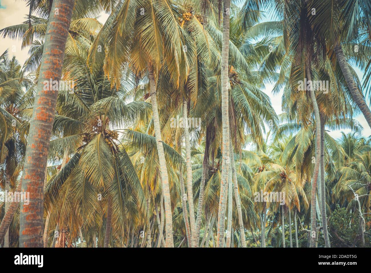Palm trees, tropical island with coco palms. Exotic nature pattern Stock Photo