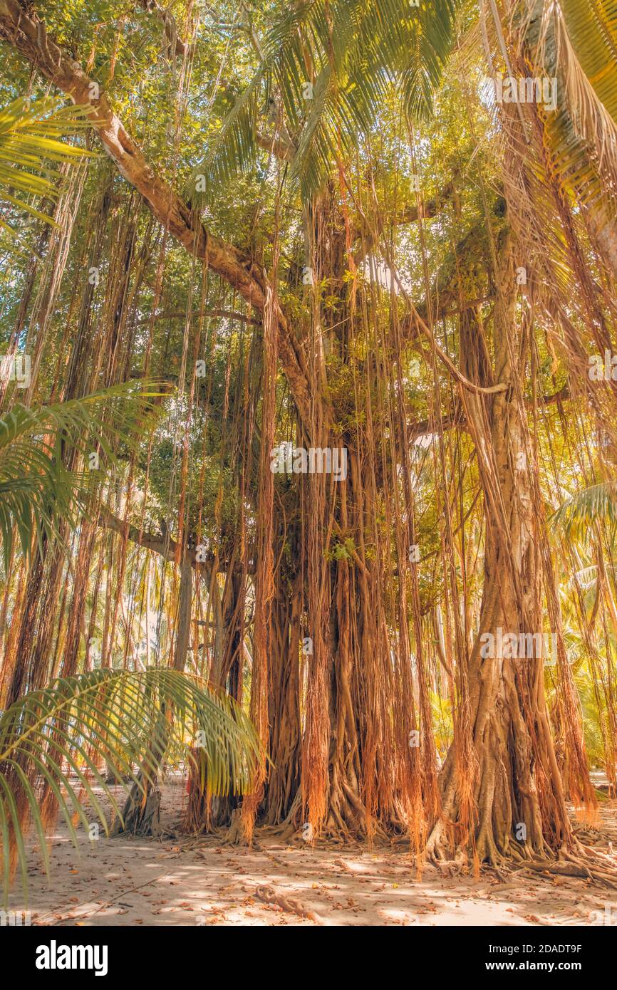 Banyan tree in tropical rainforest. Old exotic tree, warm sunny day. Giant tree Stock Photo