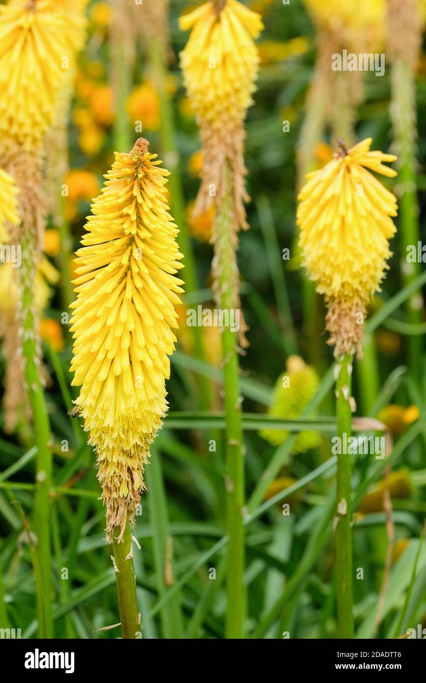 Yellow flowers of Kniphofia 'Wrexham Buttercup' red-hot poker 'Wrexham Buttercup' Stock Photo