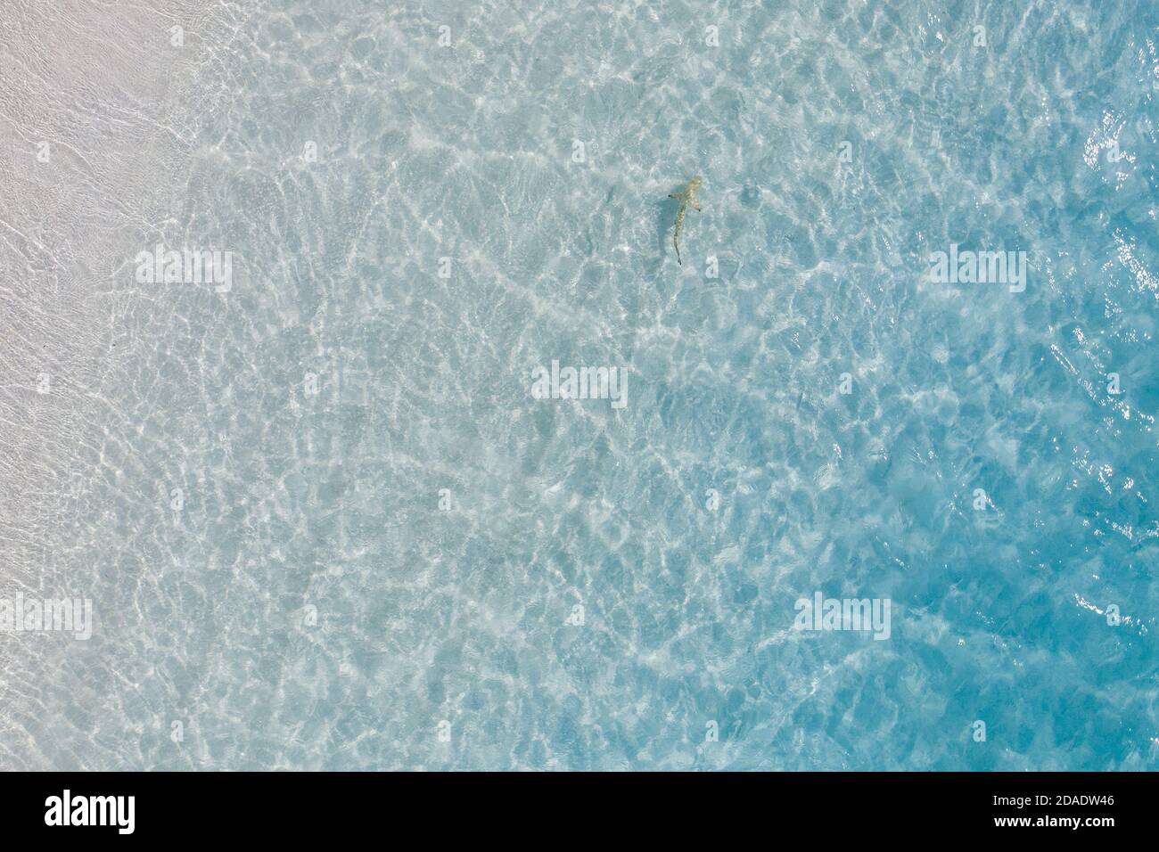 Aerial top down view of black tip sharks together in symbiosis with blue tuna swimming and hunting for a small fish in the early morning in shallows Stock Photo