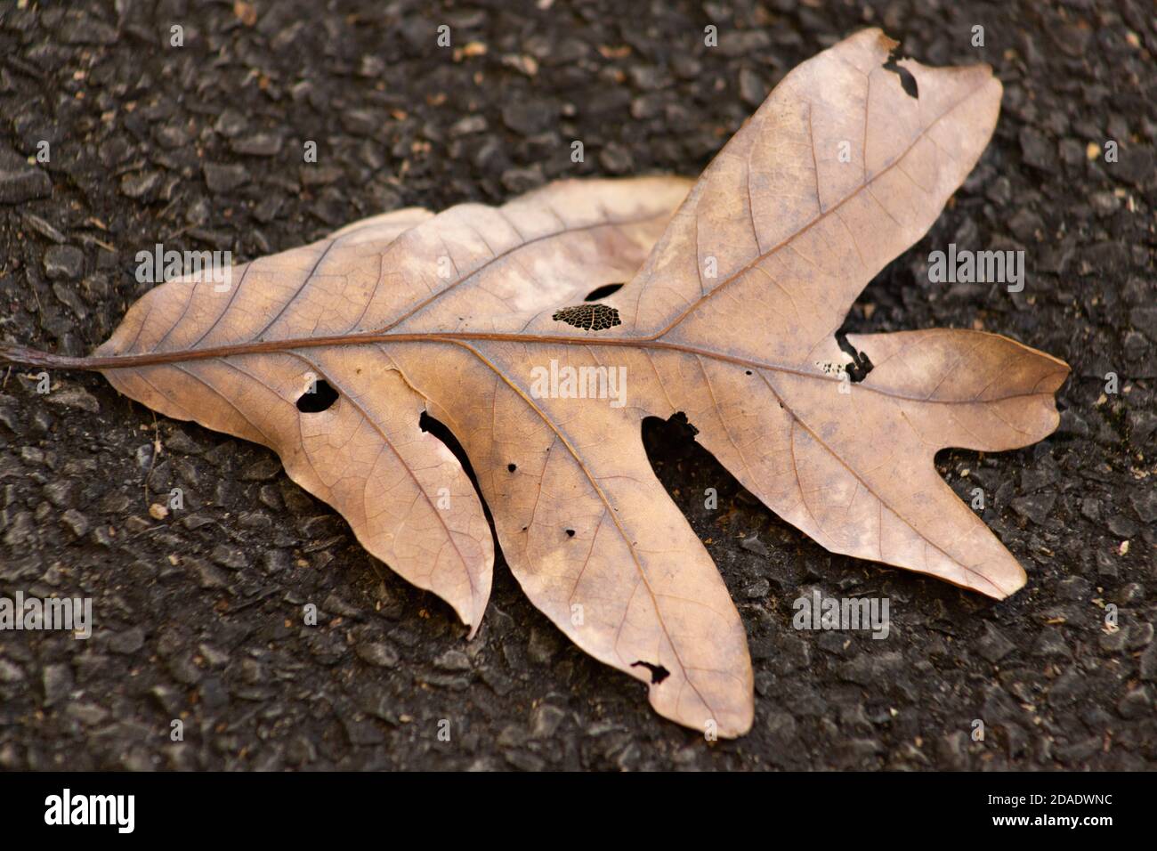 The tan, dry leaf of a White Oak rests on a paved trail on a November afternoon in New York. Part of the leaf has flaked away to reveal the veins. Stock Photo