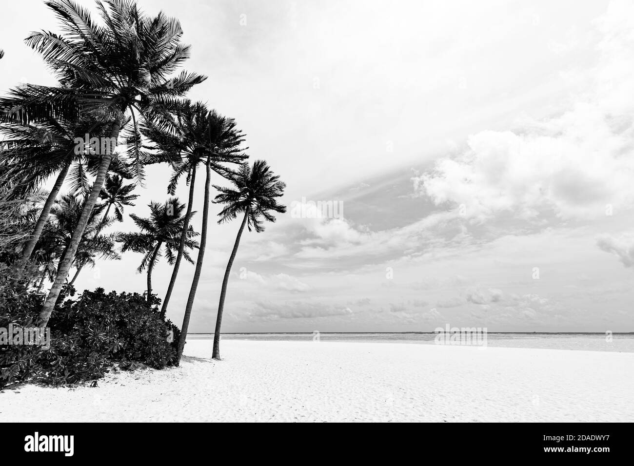 Black and white view of beautiful beach with palm trees. Endless white sandy beach landscape, cloudy seascape view. Dramatic nature background Stock Photo