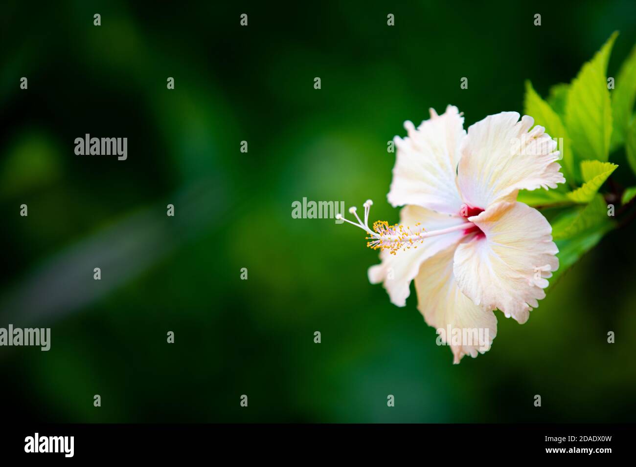 Exotic floral banner, white hibiscus flower and dark tropical foliage nature closeup. Peaceful tranquil relaxing nature flower, blooming romantic Stock Photo
