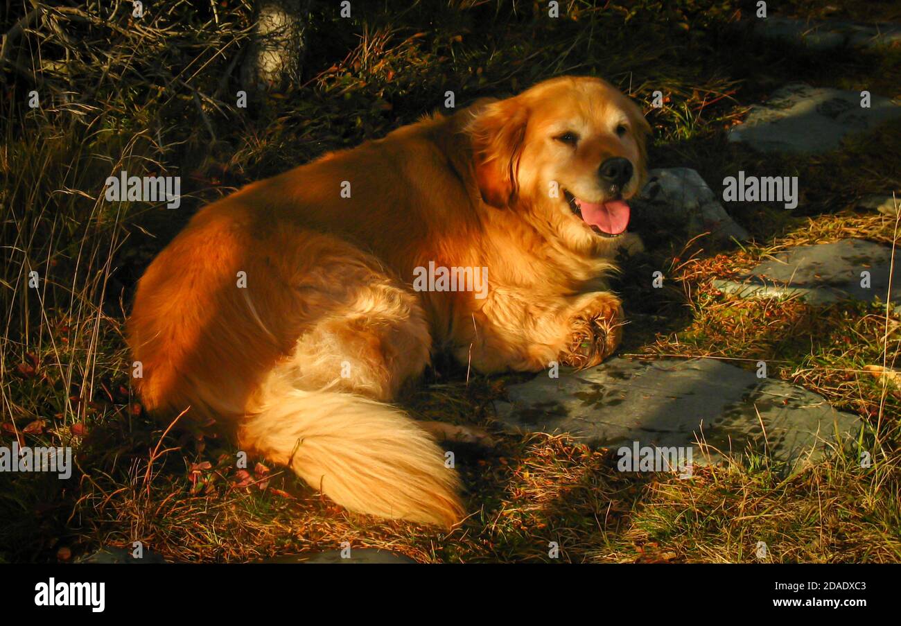 TallantImages Dog, Dogs Casey Witless Bay Stock Photo - Alamy - Dogs Casey...