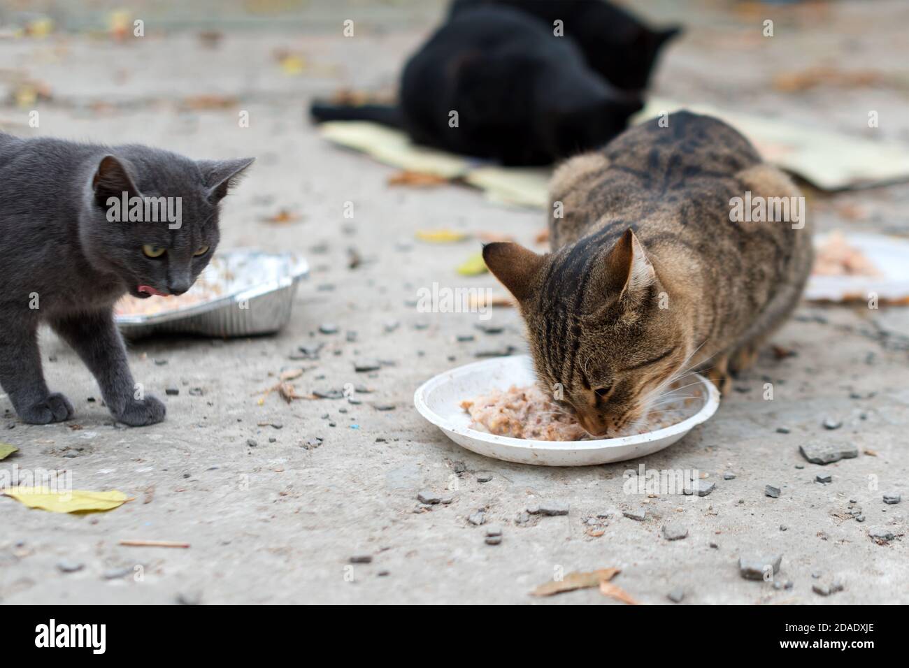 Can Stray Cats Eat Dog Food Can Stray Cats Eat Dog Food