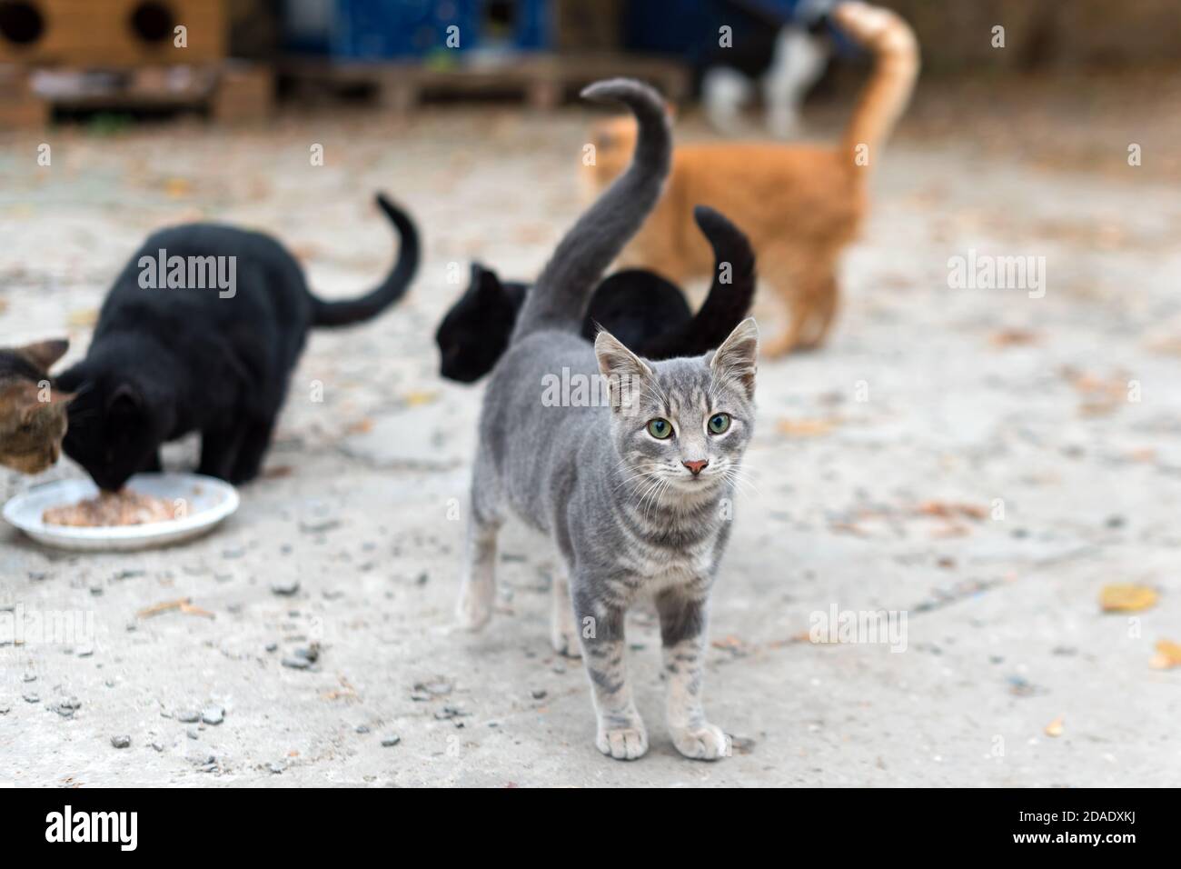 Stray cats eating on the street. A group of homeless and hungry street cats eating food given by