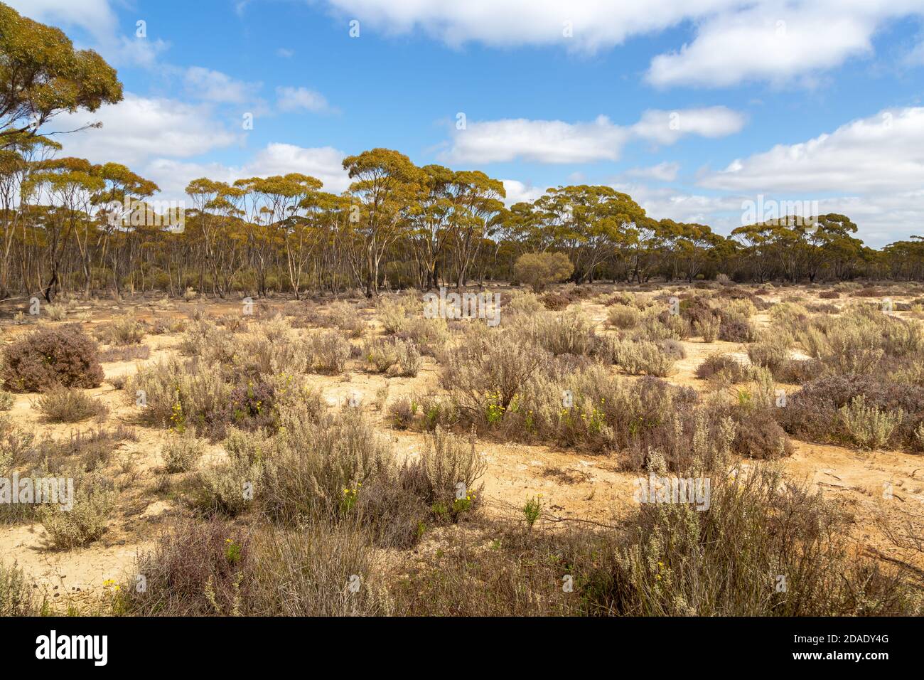 sandy landscape in the Lake Cronin Nature Reserve close to the