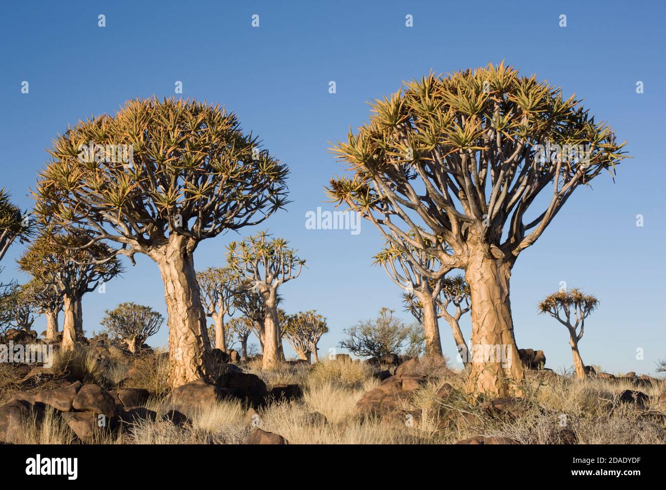 geography / travel, Namibia, Keetmanshoop, Quiver Tree Forest, Additional-Rights-Clearance-Info-Not-Available Stock Photo