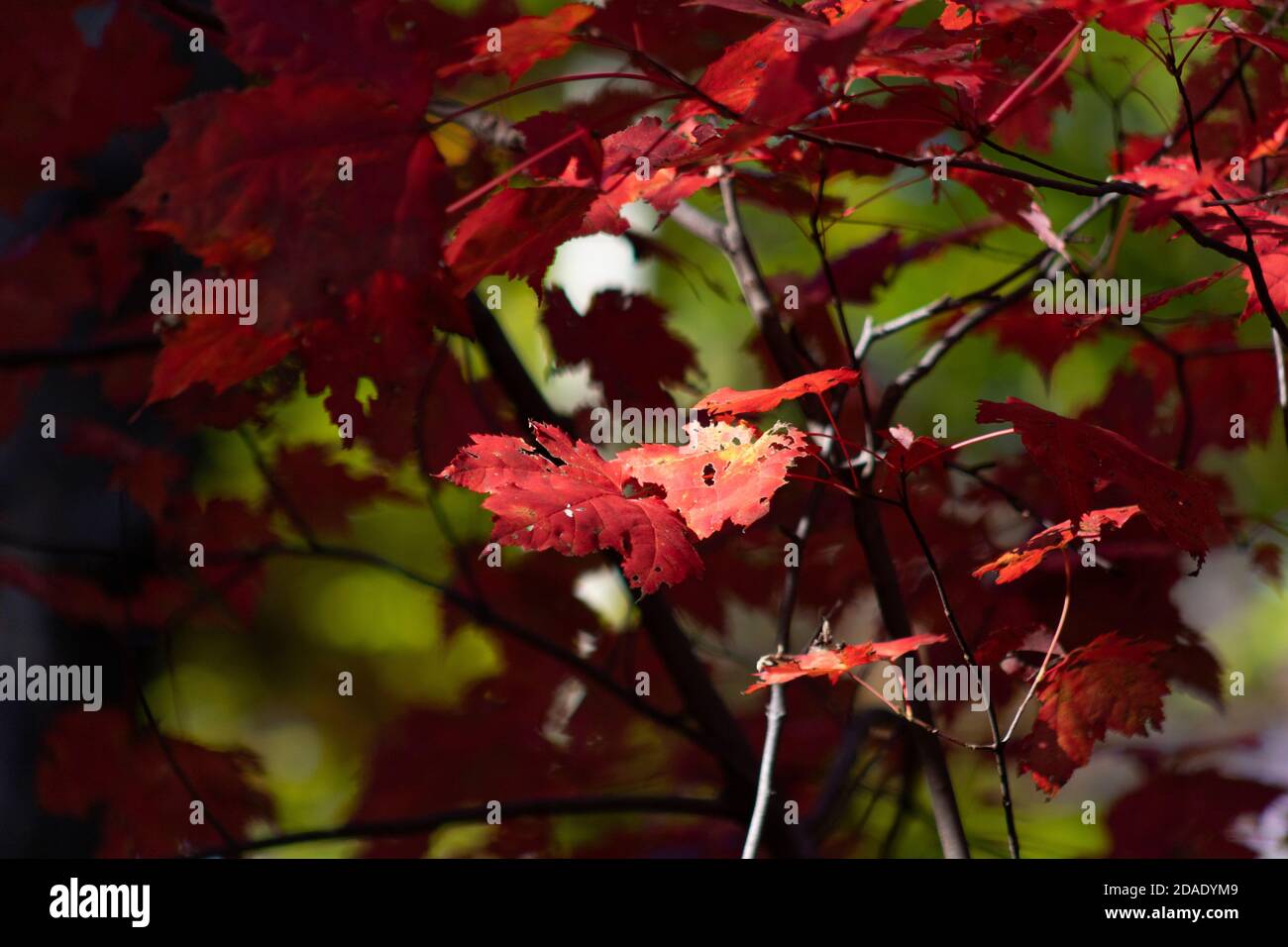 Sugar maple forest hi-res stock photography and images - Alamy
