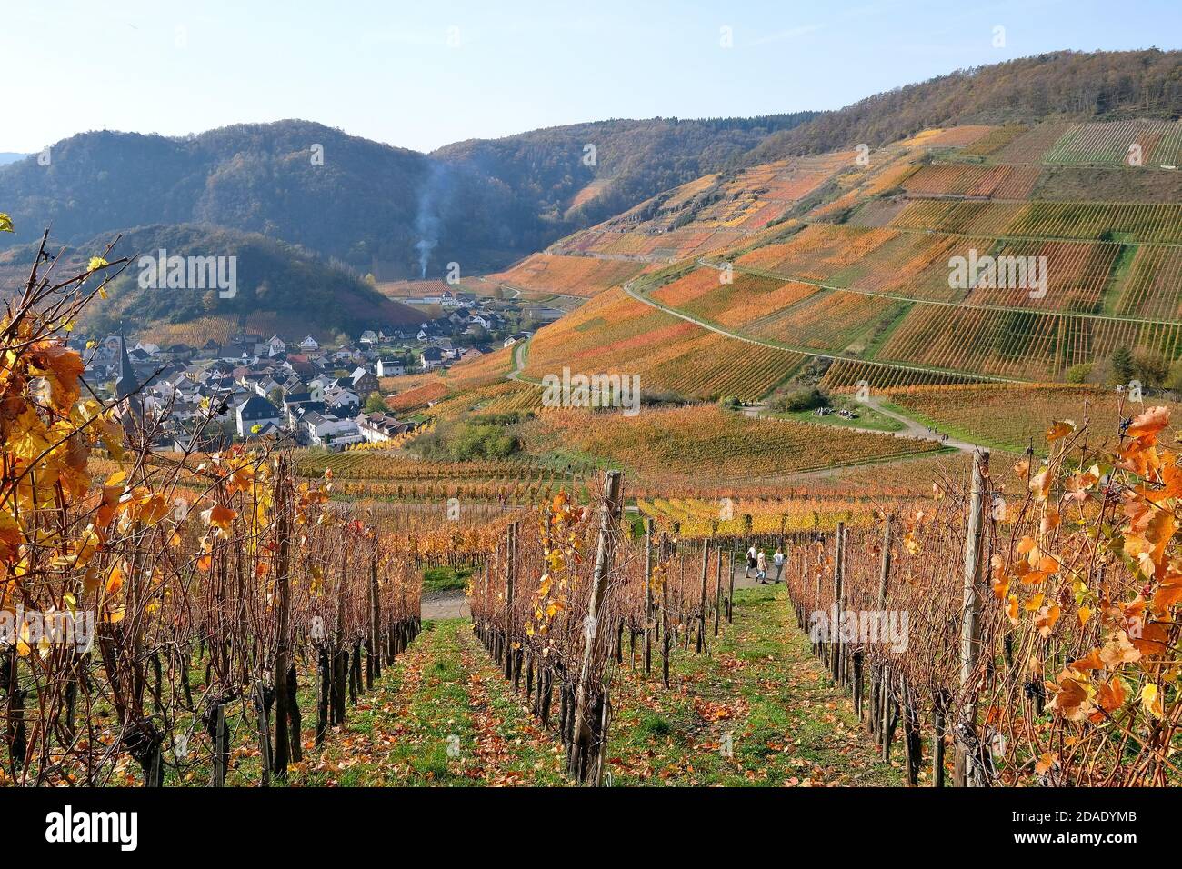 Colourful autumn atmosphere in the vineyards of the Ahr valley, Rhineland-Palatinate, Germany. Stock Photo