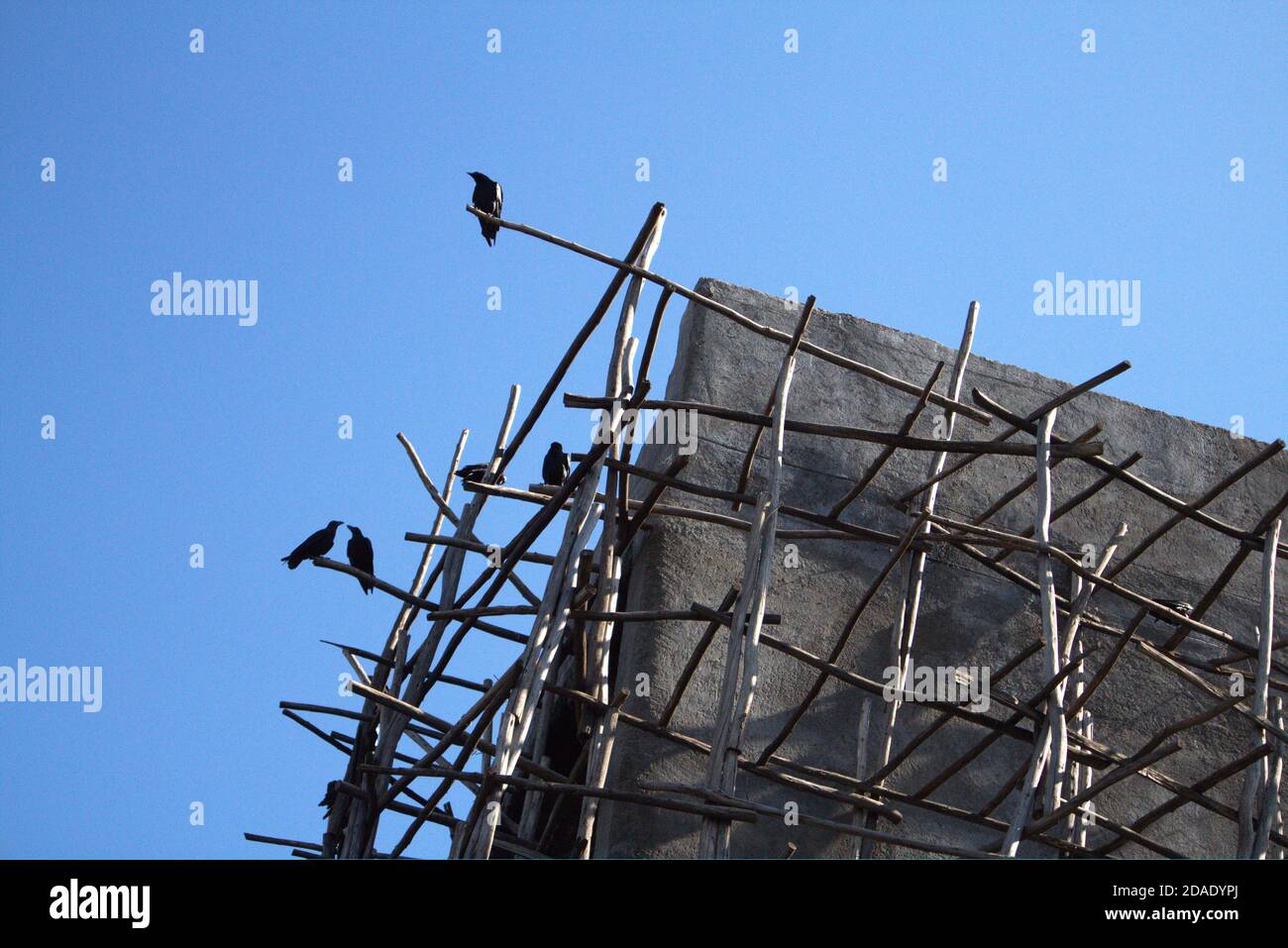 Black crows on wood scaffolding against blue sky Stock Photo
