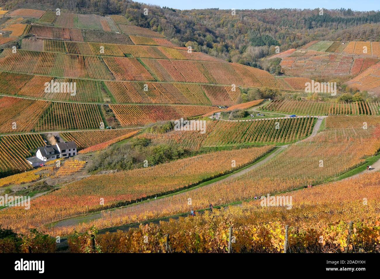 Colourful autumn atmosphere in the vineyards of the Ahr valley, Rhineland-Palatinate, Germany. Stock Photo