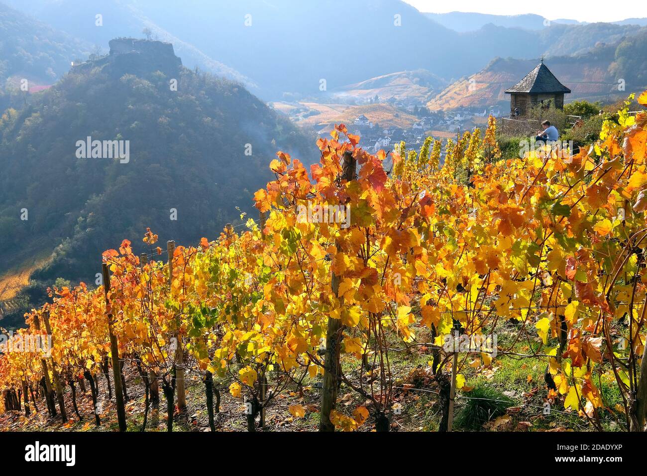 Colourful autumn atmosphere in the vineyards of the Ahr valley, Rhineland-Palatinate, Germany. Stock Photo