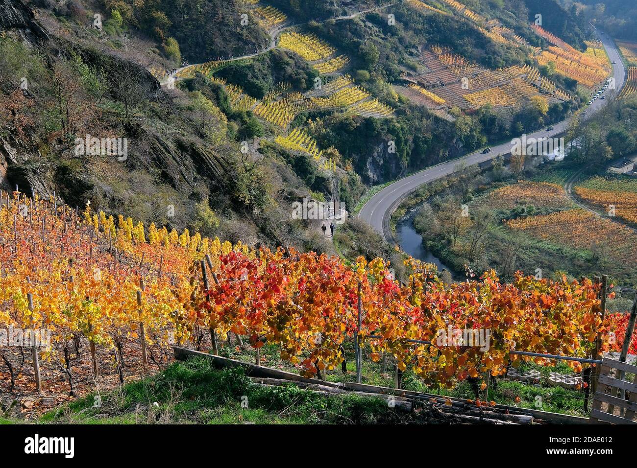 Colourful autumn atmosphere in the vineyards of the Ahr valley, Rhineland-Palatinate, Germany. Stock Photo