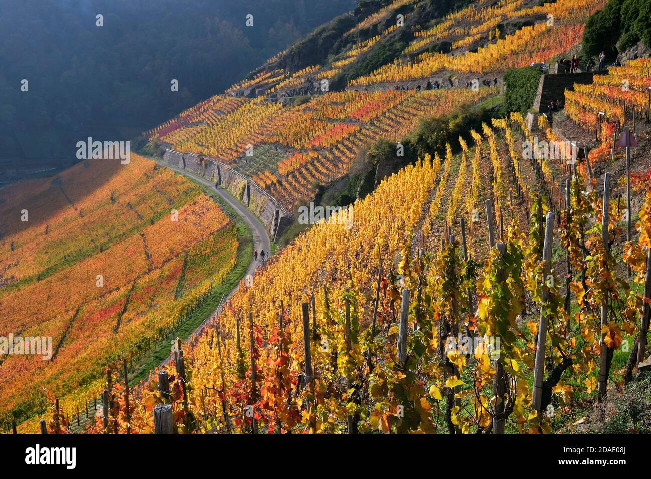 Colourful autumn atmosphere in the vineyards of the Ahr valley, Rhineland-Palatinate, Germany. Stock Photo