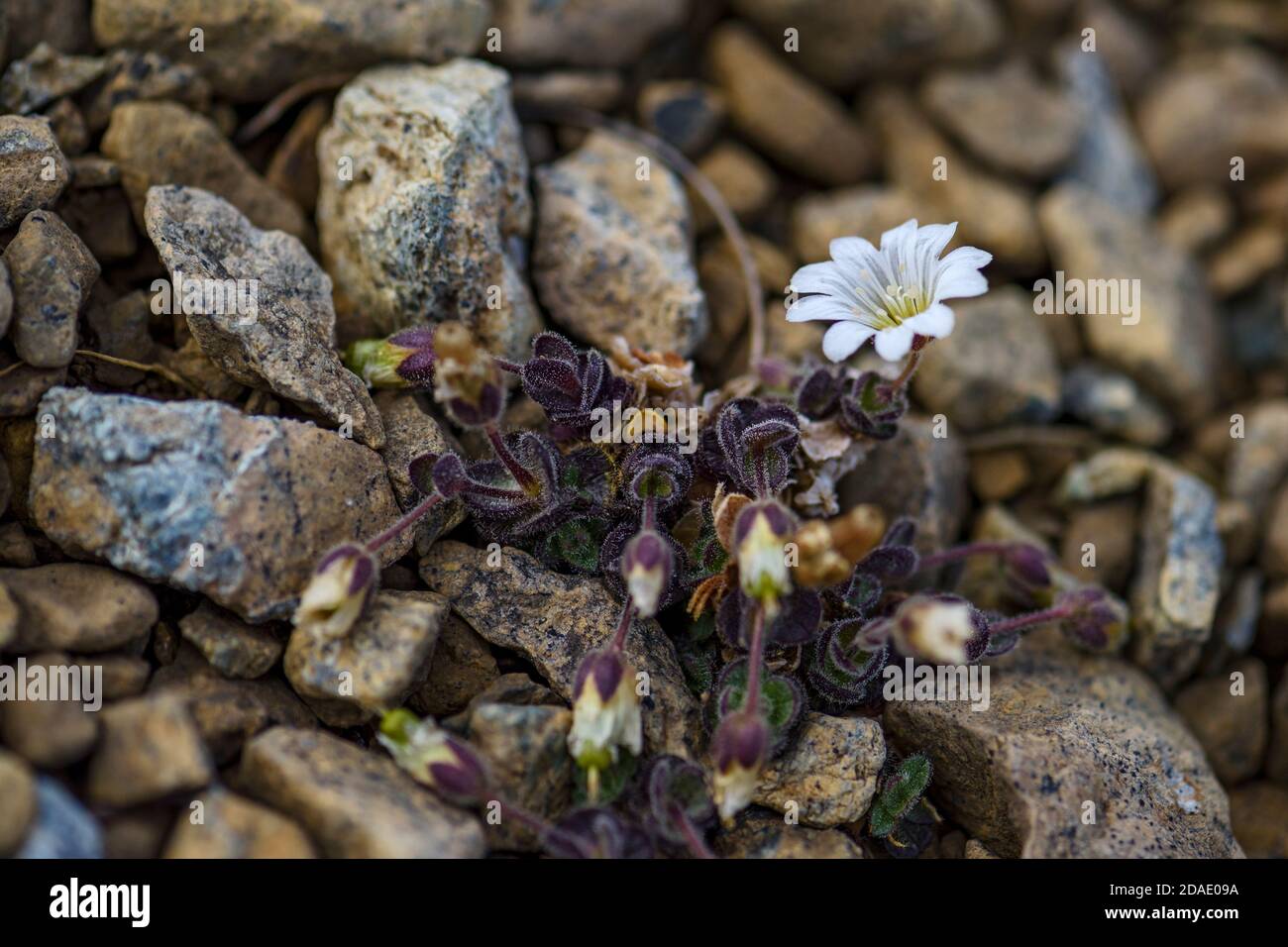 Arctic Mouse-ear flower - Cerastium nigrescens, rare white flower from Shetland islands, Scotland, UK. Stock Photo