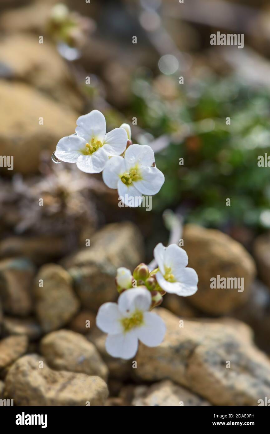 Northern Rockcress flower Arabidopsis petraea, rare white flower