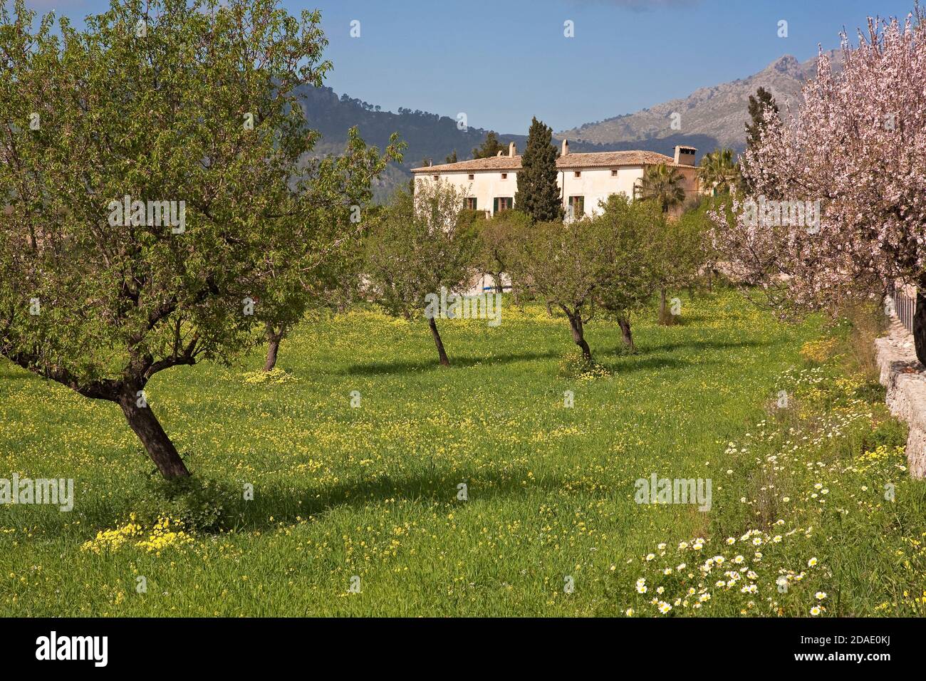 geography / travel, Spain, Majorca, Andratx, finca at Andratx for the spring blossom, Additional-Rights-Clearance-Info-Not-Available Stock Photo