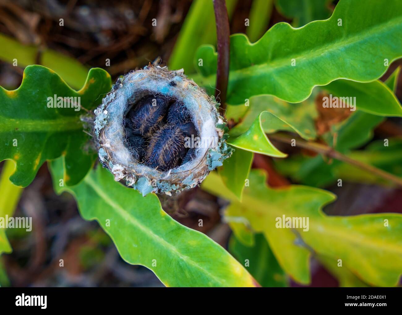 Two hummingbird chicks in their nest surrounded by vegetation Stock Photo