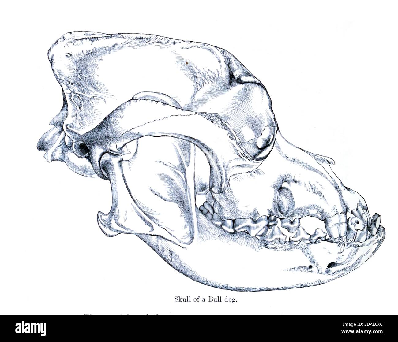 Side view of a Skull of a Bull Dog [Bulldog] From the Book Dogs, Jackals, Wolves and Foxes A Monograph of The Canidae [from Latin, canis, 'dog') is a biological family of dog-like carnivorans. A member of this family is called a canid] By George Mivart, F.R.S. with woodcuts and 45 coloured plates drawn from nature by J. G. Keulemans and Hand-Coloured. Published by R. H. Porter, London, 1890 Stock Photo