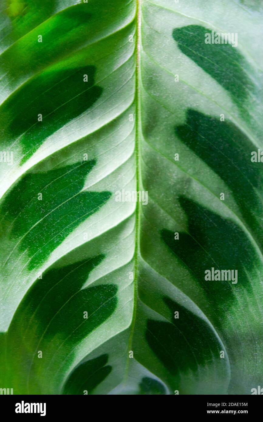 Maranta plant textured leaf tropical pattern detail Stock Photo