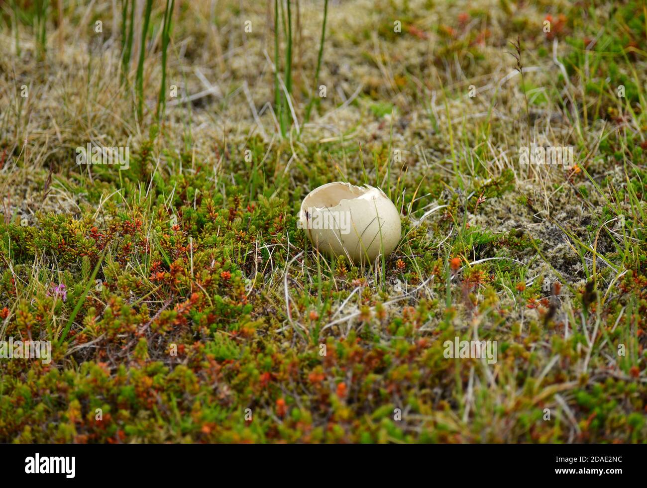 Empty hatched bird Egg on the ground. Iceland, Europe Stock Photo