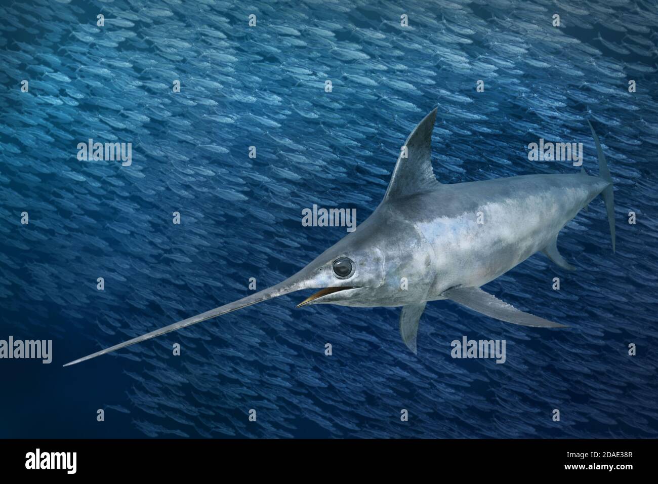 Big game fish hi-res stock photography and images - Alamy