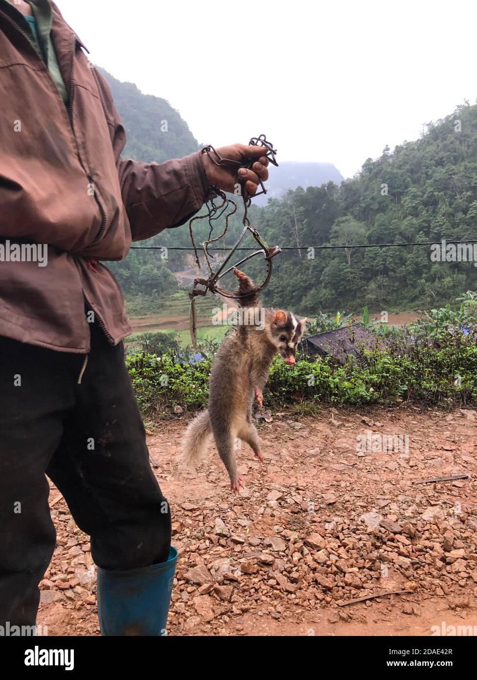 poacher carrying his still alive prey and a trap, Vietnam, Cao Bang
