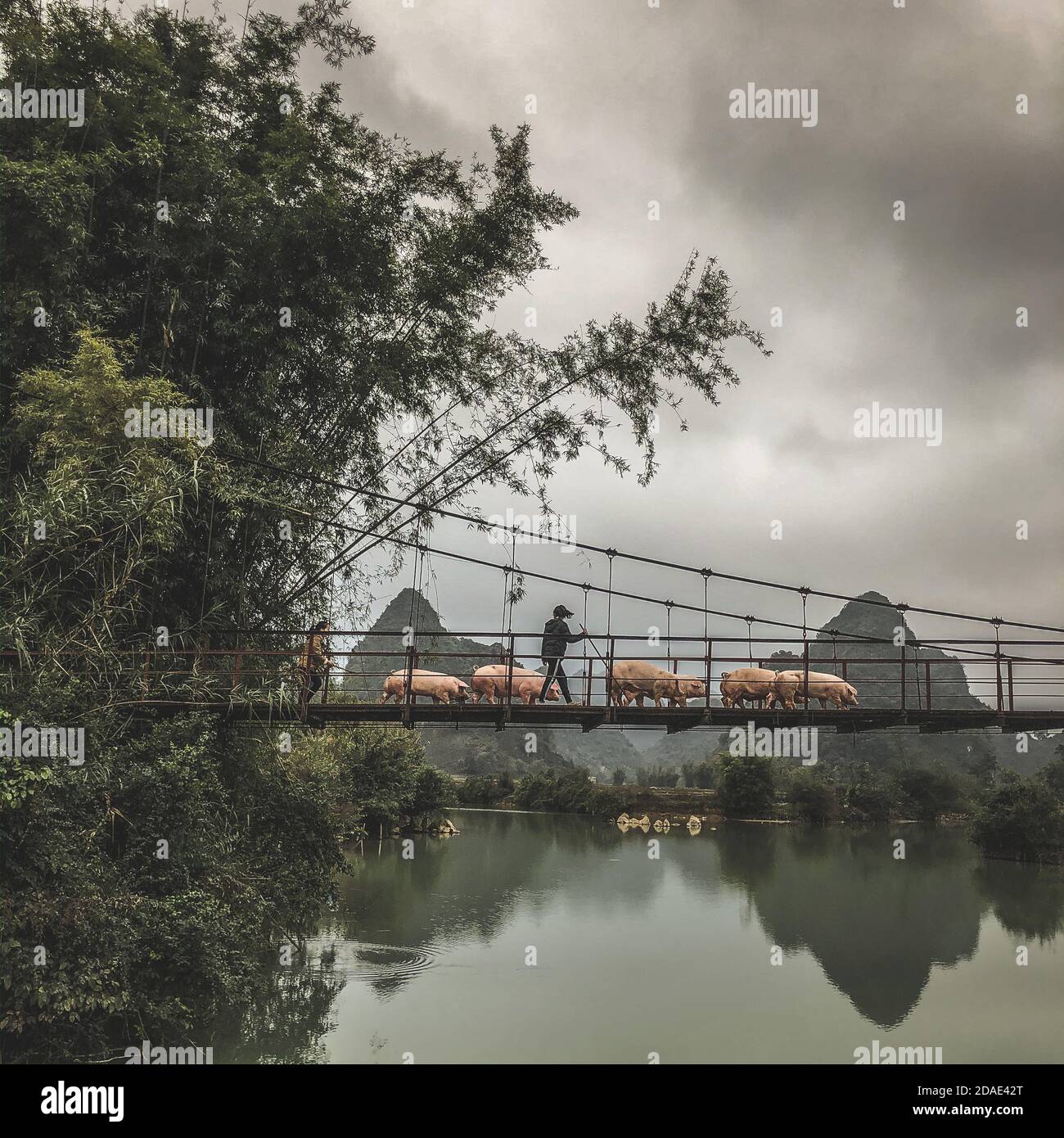 Farmer leading a herd of pigs on an old bridge over a river, Trung Khanh District, Cao Bang Province, Vietnam Stock Photo