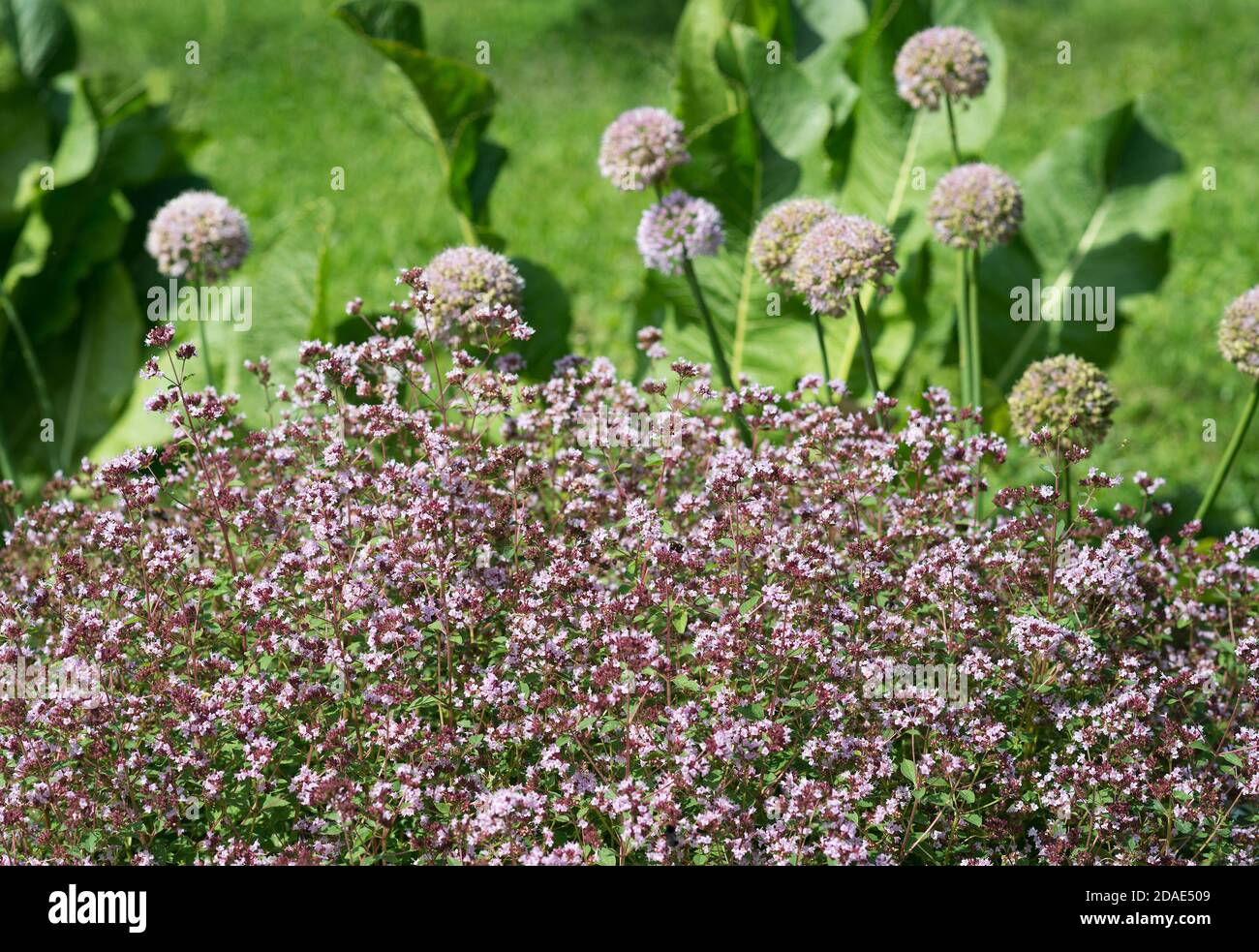Flowers of Origanum vulgare  and Allium rotundum Stock Photo