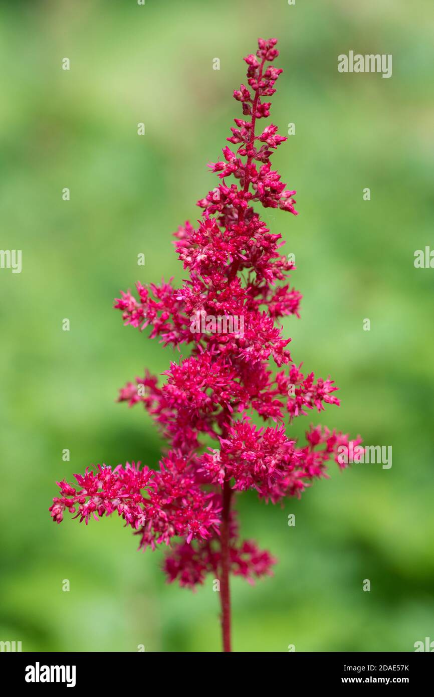 Astilbe chinensis flowers bloom in the garden Stock Photo Alamy