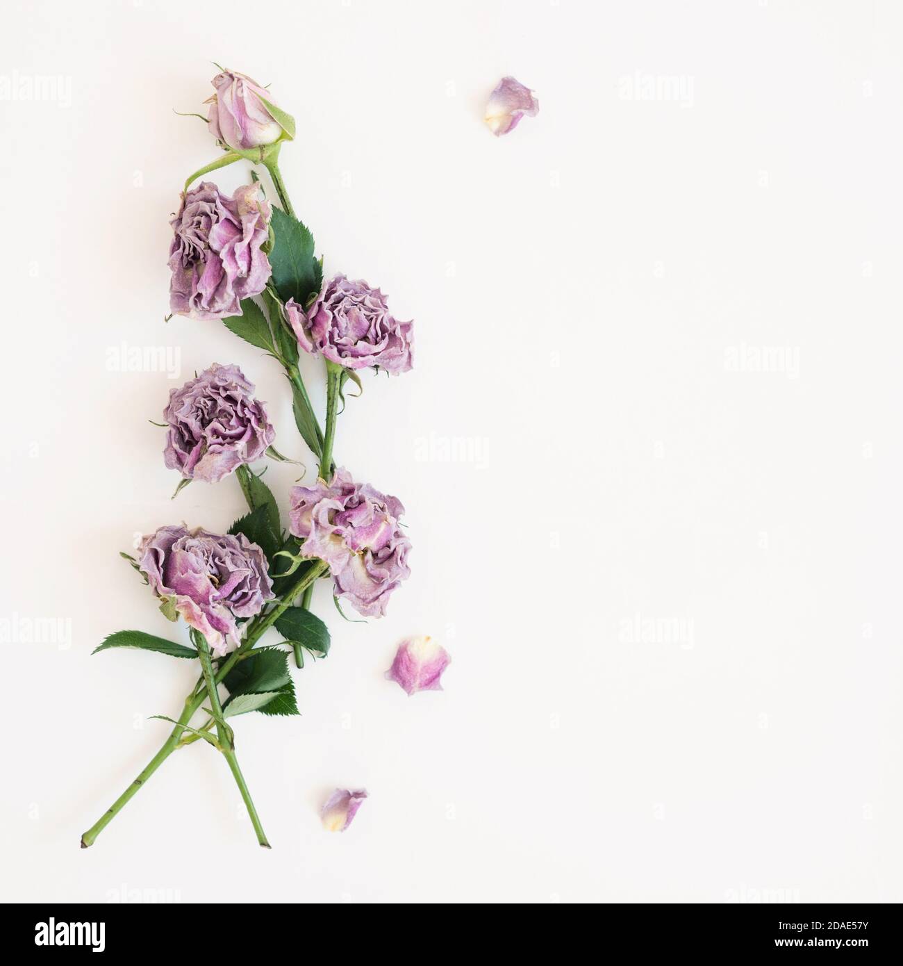Flowers of dried roses lie on a white background Stock Photo - Alamy