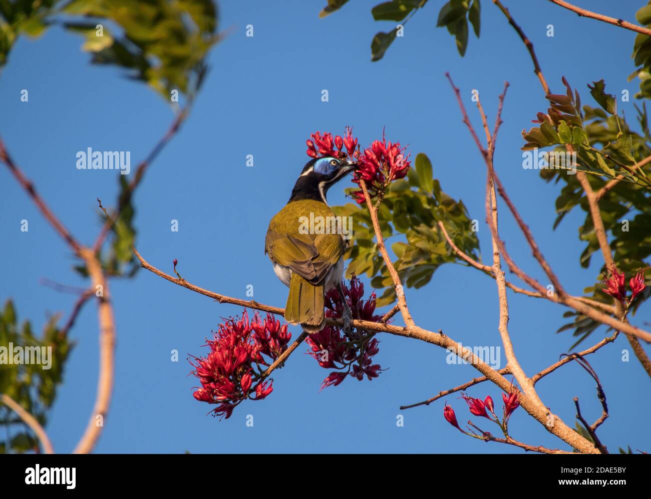 Blue-faced honeyeater (Entomyzon cyanotis) eating nectar in Drunken Parrot Tree, private garden, Queensland, Australia. Stock Photo