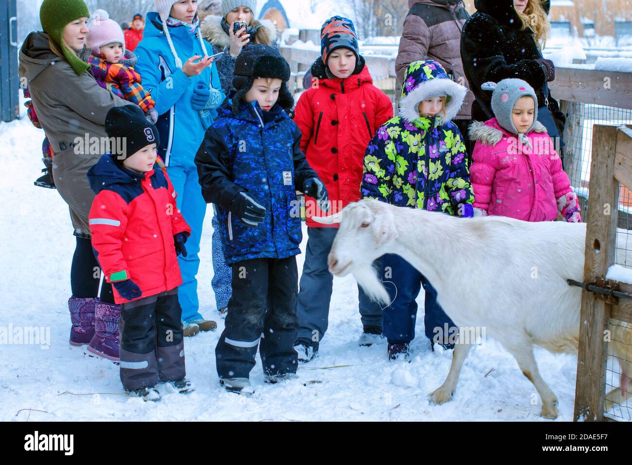 Moscow region / Russia - 01 04 2019: Children look at the running goat. A lot of people on the farm in winter. Livestock on the farm runs out to the c Stock Photo