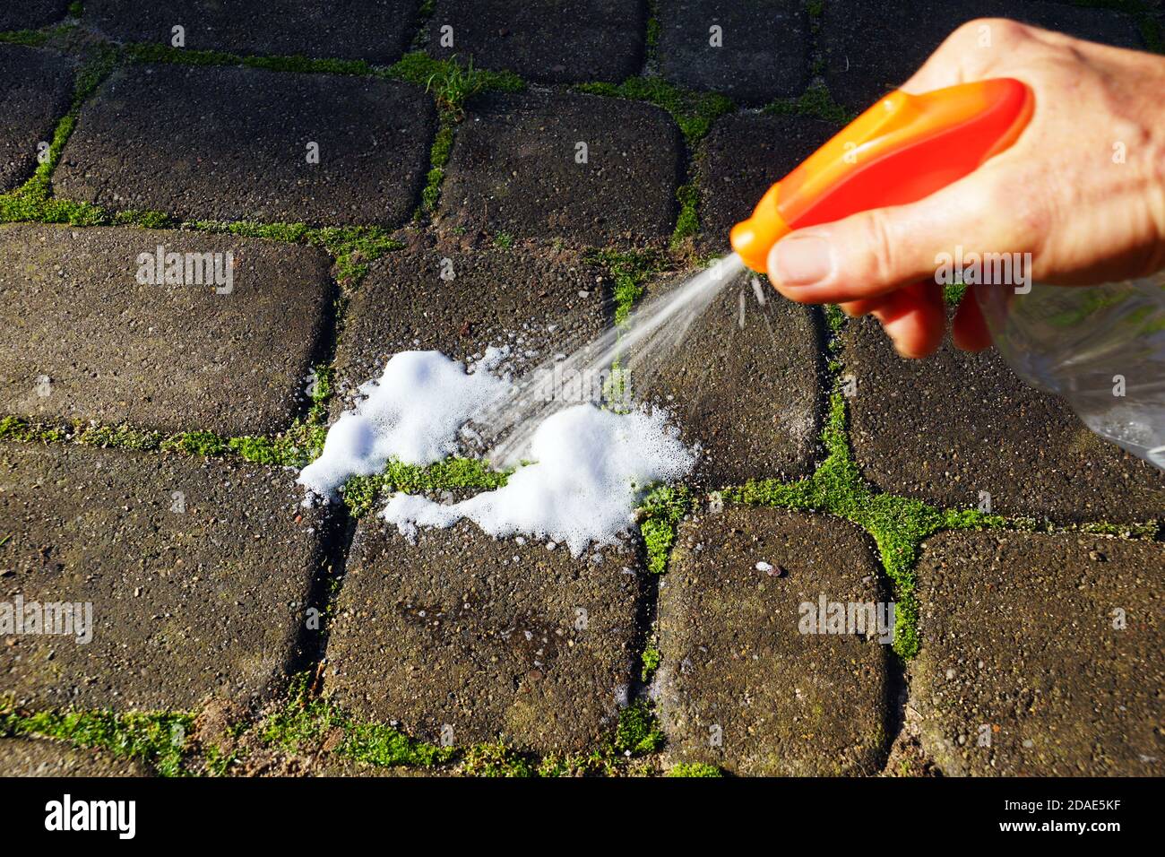 Moss control spray. Paving stones with ingrown moss Stock Photo Alamy