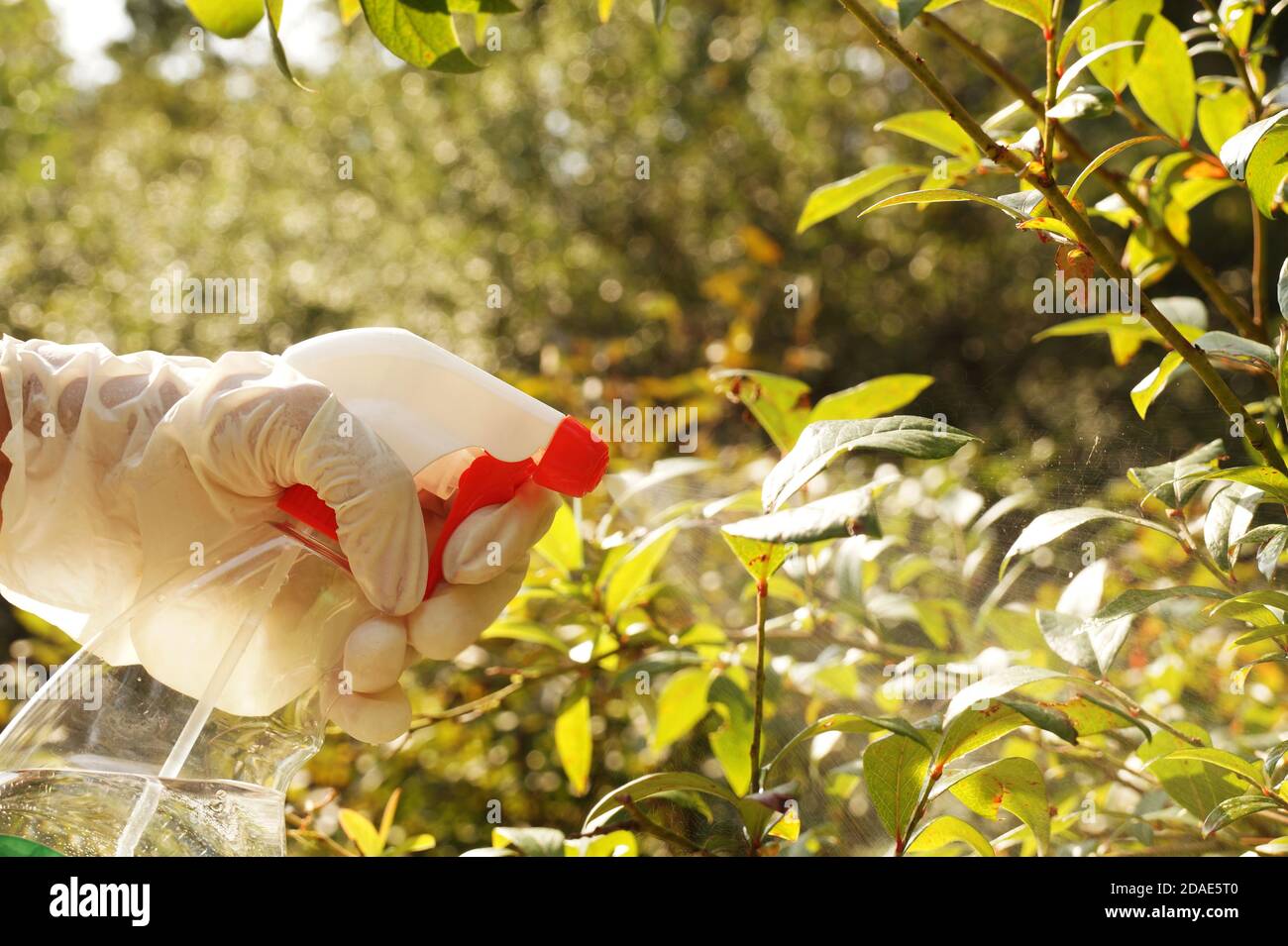 Spraying on plants using a sprayer. A stream of liquids highlighted by