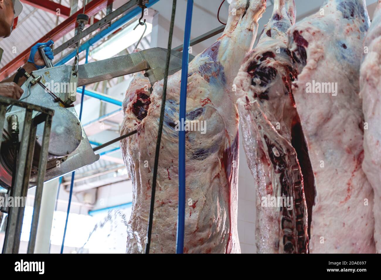 butchers works in Meat industry, meat cattles cut and hanged on hook in a slaughterhouse. Stock Photo