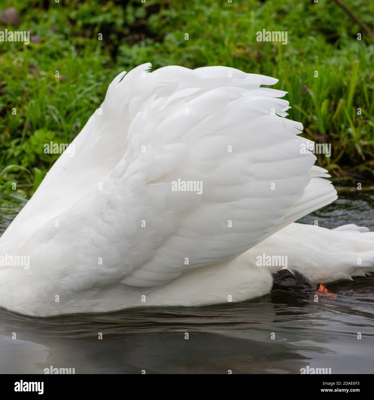 White swan feathers hires stock photography and images Alamy