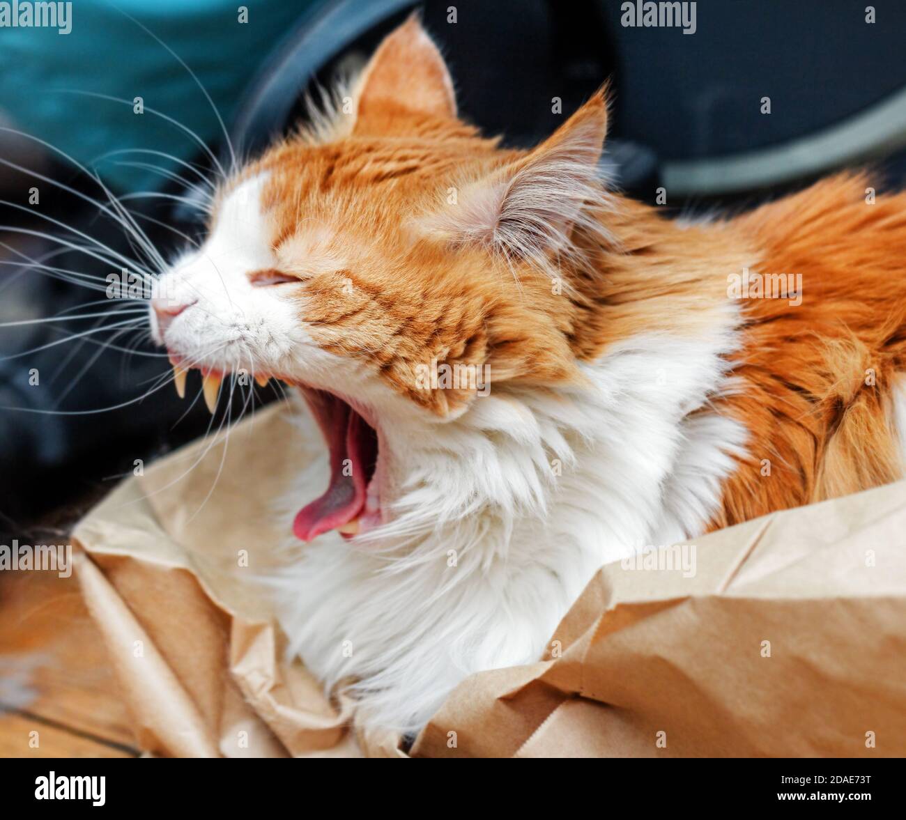 Pretty adult yawning red cat at home atmosphere Stock Photo