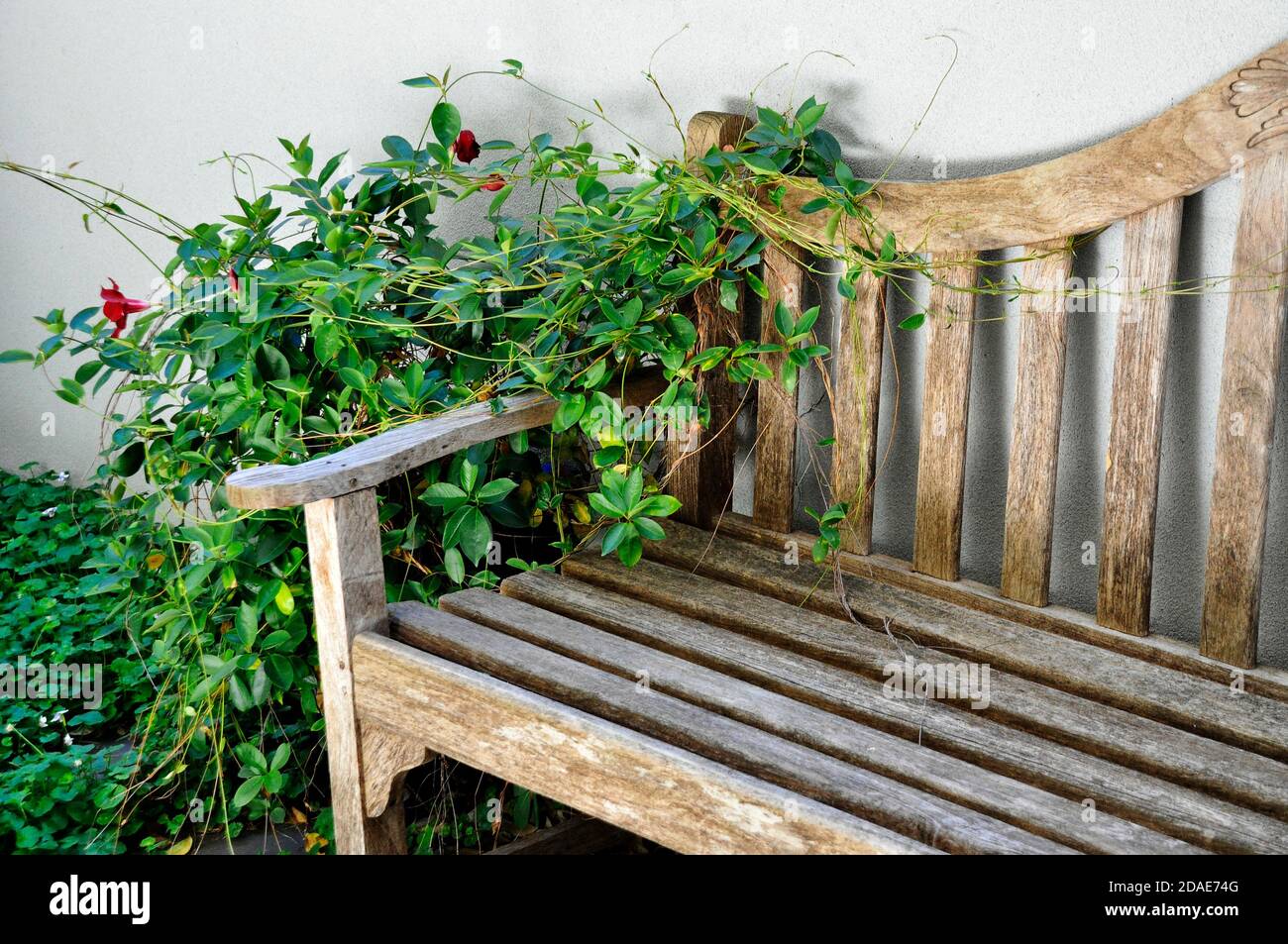 Restful scene of a corner of a old wooden bench in an overgrown garden showing the seat,back and arm rest Stock Photo