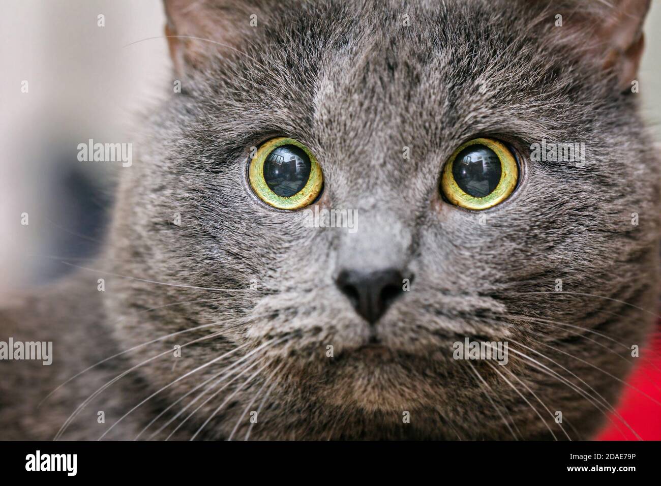 Portrait of adult gray cat with yellow eyes large Stock Photo - Alamy