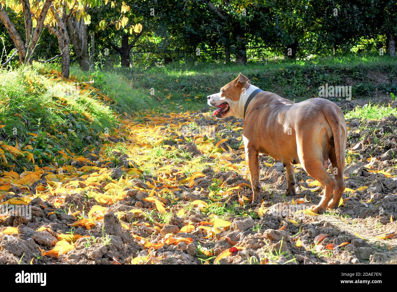 American Staffordshire Terrier pictured in autumn nature image Stock Photo
