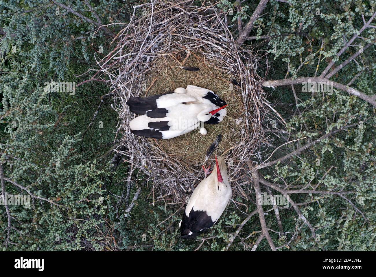 Aerial view of white stork, Ciconia ciconia, nesting on a top of a tree Stock Photo