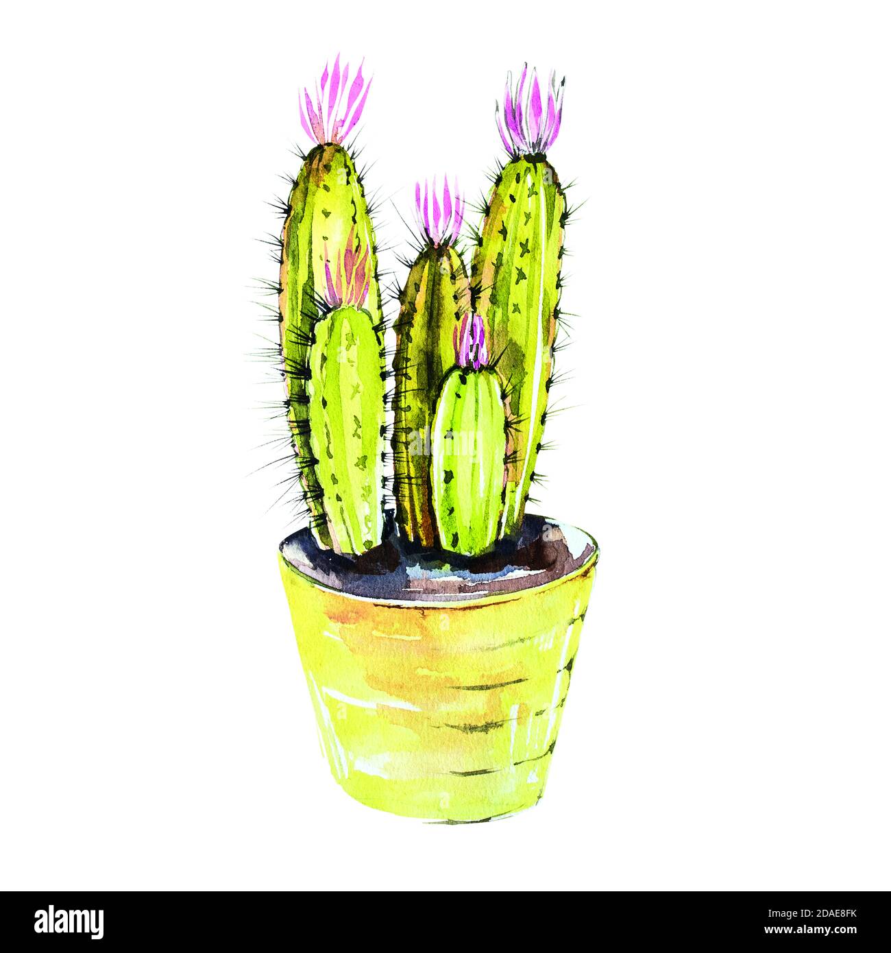 Watercolor cactus isolated on white background. It's perfect for cards ...