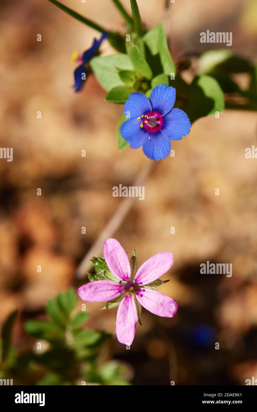 Blue Pimpernel Stock Photo