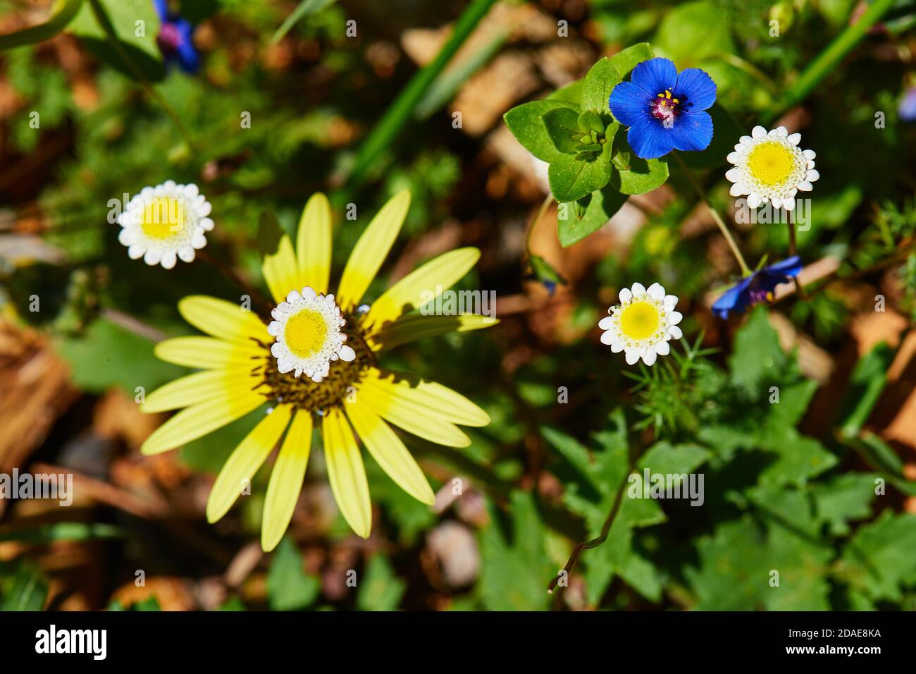 Blue Pimpernel with African Daisy and Chamomille Stock Photo