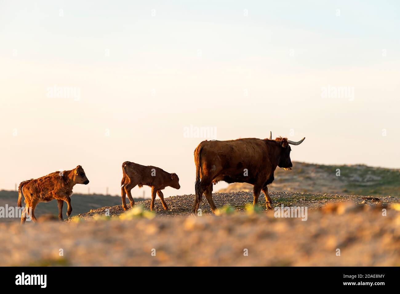 White calf grazing sunset hi-res stock photography and images - Alamy
