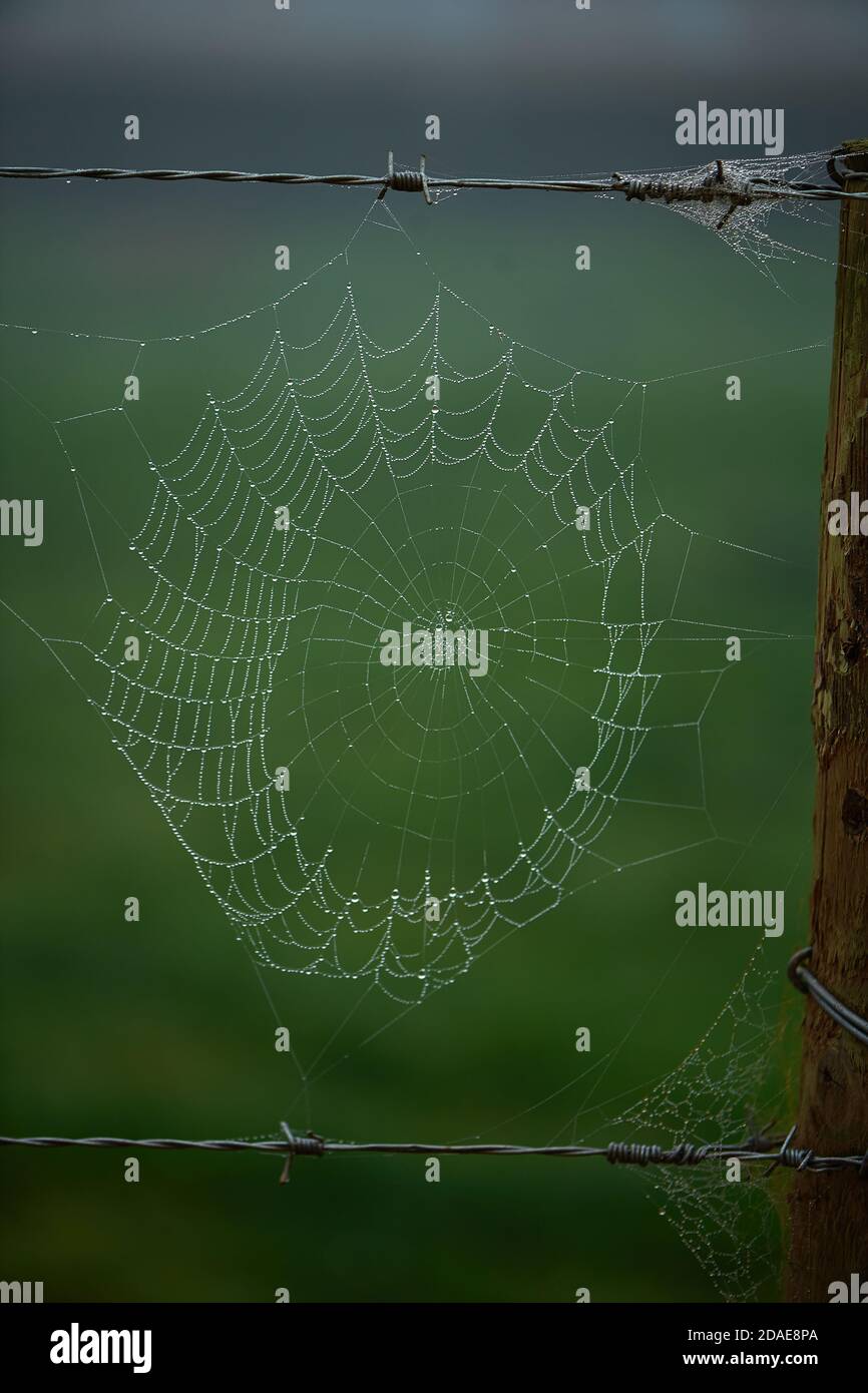 Spiders web covered in early morning mist Stock Photo - Alamy
