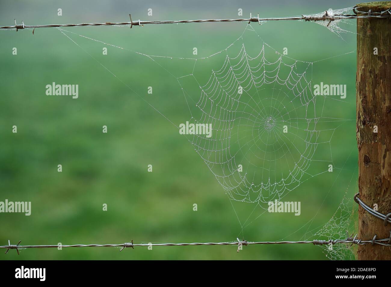 Spiders web covered in early morning mist Stock Photo